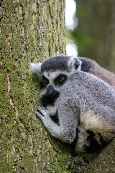 Lémur Sienta Una Rama Árbol — Foto de Stock