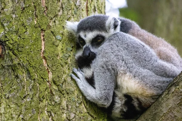 Lémur Sienta Una Rama Árbol — Foto de Stock