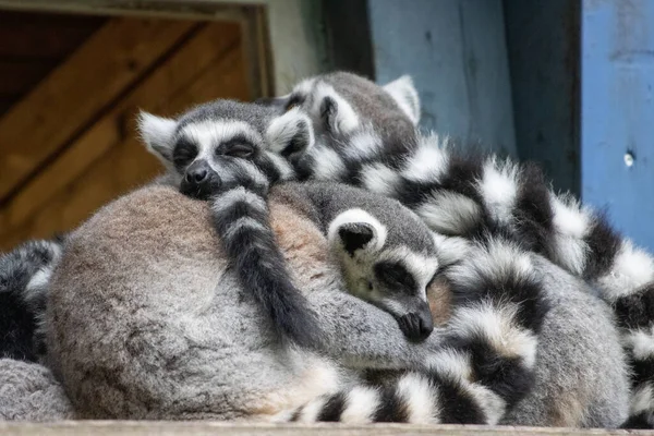 Group Lemurs Sits Snuggled Close Each Other — Stock Photo, Image