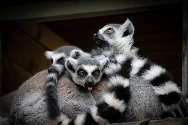 Group Lemurs Sits Snuggled Close Each Other — Stock Photo, Image