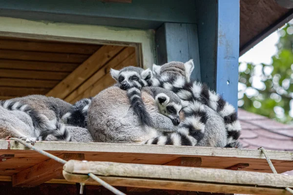 Group Lemurs Sits Snuggled Close Each Other — Stock Photo, Image
