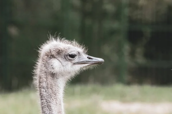 Ett Porträtt Struts Som Tittar Kameran — Stockfoto