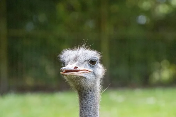 Een Portret Van Een Struisvogel Die Camera Kijkt — Stockfoto