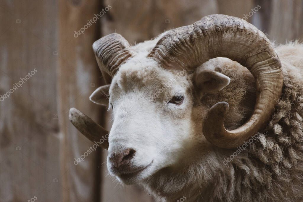 A close-up of a ram with its one powerful horn