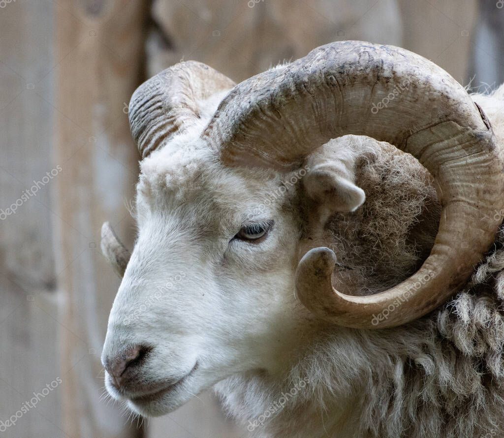 A close-up of a ram with its one powerful horn
