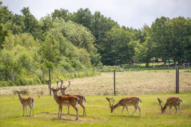 Kapalı bir yerde bir sürü geyik bir arada yaşar.