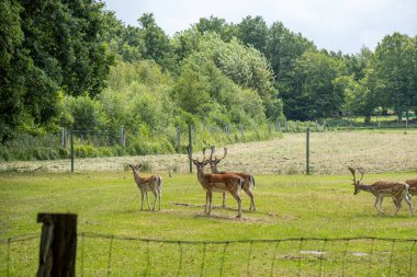 Kapalı bir yerde bir sürü geyik bir arada yaşar.