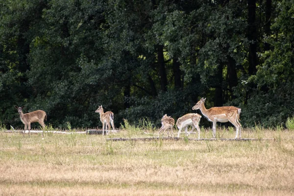 Een Leefruimte Leven Veel Damherten Samen Een Groep — Stockfoto