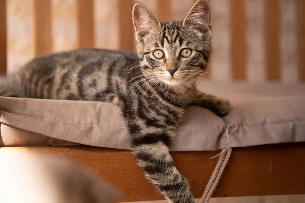 Egy Aranyos Kis Európai Házi Macska Kényelmesen Fekszik Egy Karosszéken — Stock Fotó