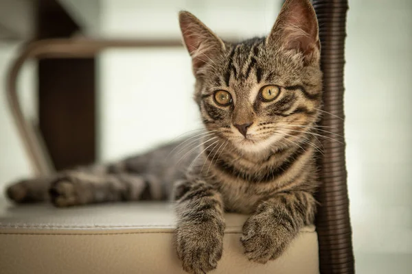 Lindo Gato Casa Europeo Encuentra Cómodamente Sillón — Foto de Stock