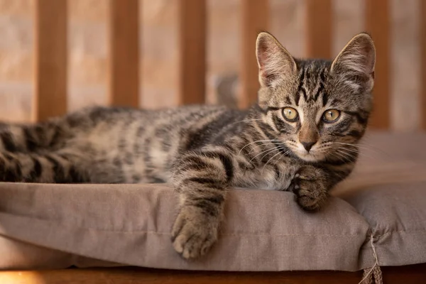 a cute little European house cat lies comfortably on an armchair