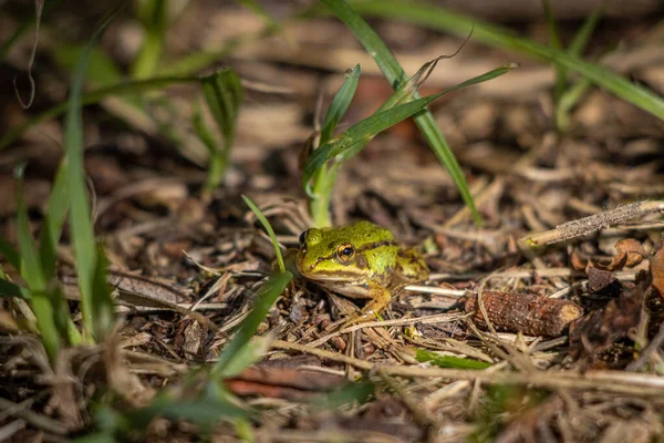 Küçük Bir Gölet Kurbağası Çimenlerin Arasında Oturur — Stok fotoğraf