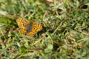 Çimlerin üzerinde oturan büyük bir inci kelebeğin yakın çekimi.