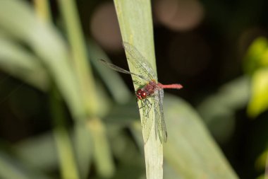 Kırmızı bir yusufçuğun kanatlarında çiy damlaları vardır ve güneşte yeşil bir yaprağın üzerine oturur.