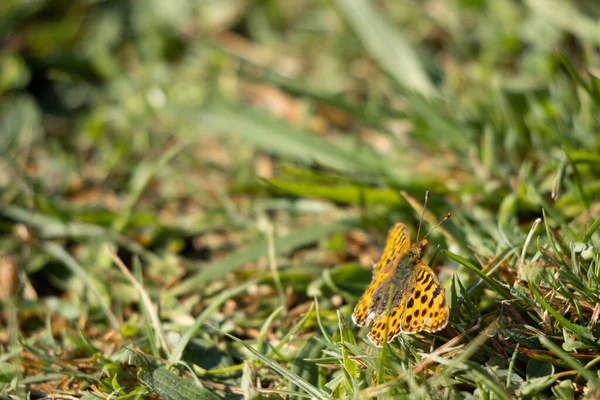 Крупный План Большой Жемчужной Бабочки Сидящей Траве — стоковое фото