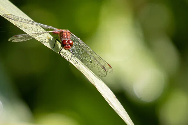 Une Libellule Rouge Des Gouttes Rosée Sur Ses Ailes Assoit — Photo