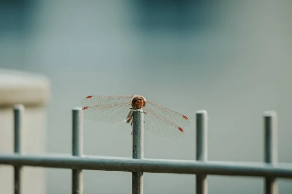 Red Dragonfly Sits Fence Looks Camera — Stock Photo, Image