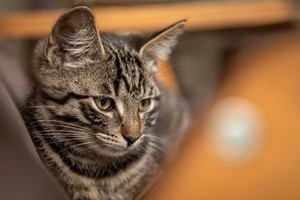 Joven Gato Taquigrafía Europeo Encuentra Cómodamente Una Silla Jardín — Foto de Stock