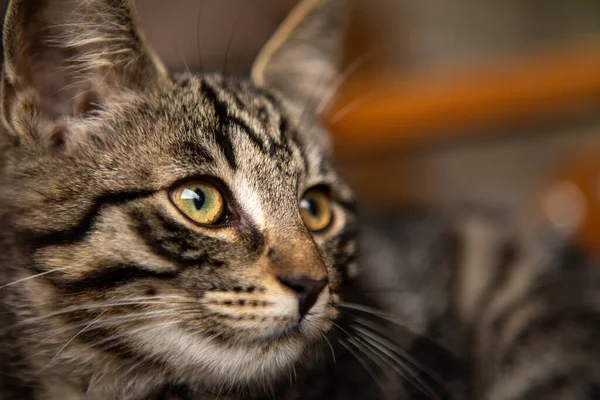 Een Jonge Europese Stenografisch Kat Ligt Comfortabel Een Tuinstoel — Stockfoto