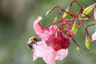 Bir yaban arısı çiçekten salgılanan bitkiden çiçeğe uçar.