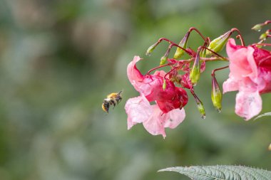 Bir yaban arısı çiçekten salgılanan bitkiden çiçeğe uçar.