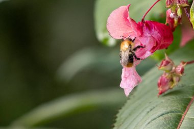 Bir yaban arısı çiçekten salgılanan bitkiden çiçeğe uçar.
