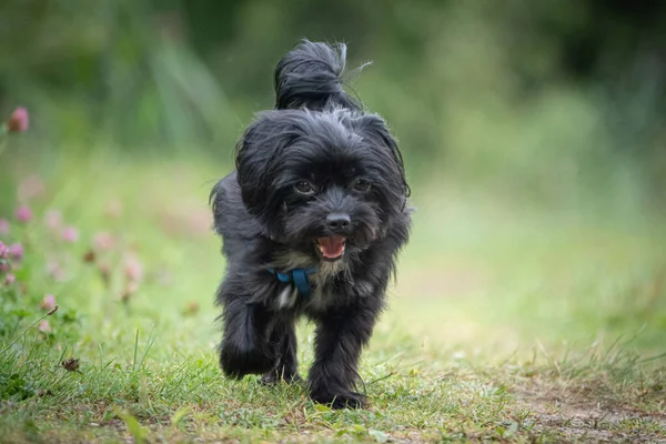 Siyah bir Bolonka zwetna köpeğinin portresi. 