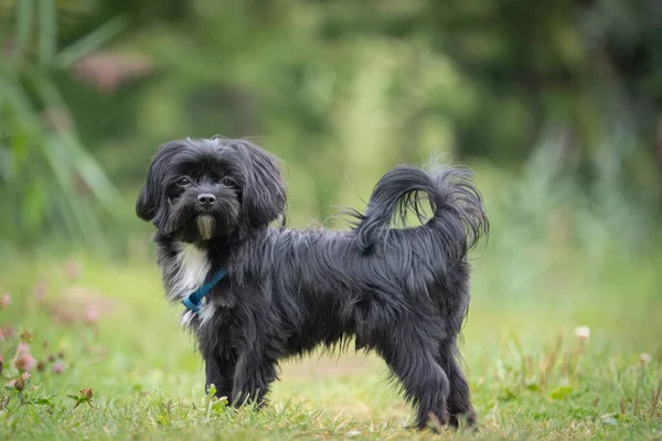 Een Portret Van Een Zwarte Bolonka Zwetna Hond — Stockfoto