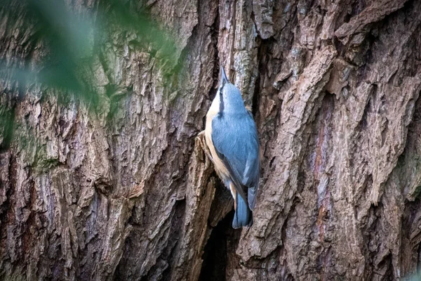 Modrá Nuthatch Stoupá Podél Kmene Stromu — Stock fotografie