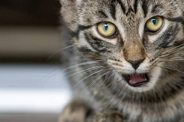 Молодая Европейская Короткошерстная Кошка Любит Себя Языком Рту — стоковое фото