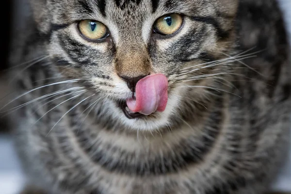 Μια Νεαρή Ευρωπαία Κοντή Γάτα Γλείφεται Γλώσσα Πάνω Από Στόμα — Φωτογραφία Αρχείου