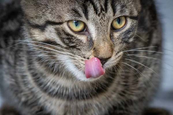 Μια Νεαρή Ευρωπαία Κοντή Γάτα Γλείφεται Γλώσσα Πάνω Από Στόμα — Φωτογραφία Αρχείου
