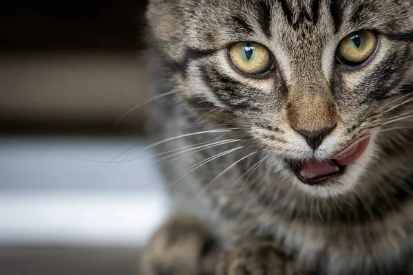 Een Jonge Europese Poes Likt Zichzelf Met Tong Mond — Stockfoto