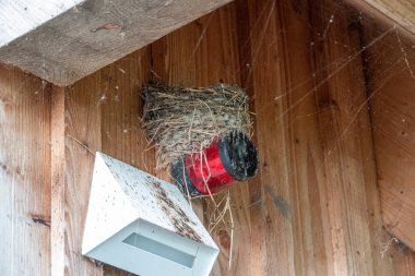 Bir kuş yuvası doğrudan bir alarm lambasının üzerindedir.