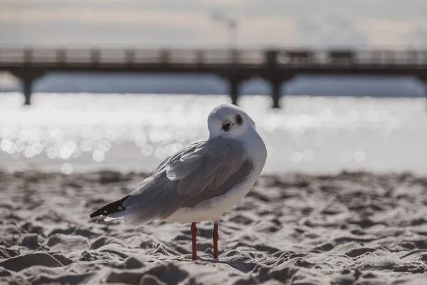 Seekor Burung Camar Kecil Berdiri Pasir Pantai Putih Laut Baltik — Stok Foto