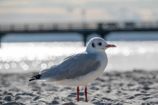 Eine Kleine Möwe Steht Weißen Strandsand Der Ostsee — Stockfoto