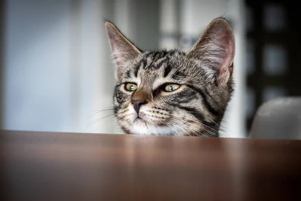 Pequeño Gato Mira Curiosamente Sobre Borde Mesa — Foto de Stock