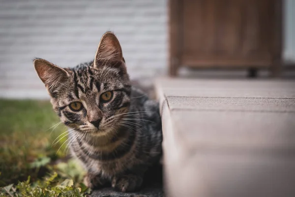 테라스 풀밭에 유럽산 고양이 — 스톡 사진