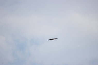 Bazı turnalar gökyüzünde yükseklere uçar.