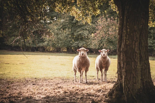 Dos Ovejas Paran Debajo Árbol Miran Cámara —  Fotos de Stock