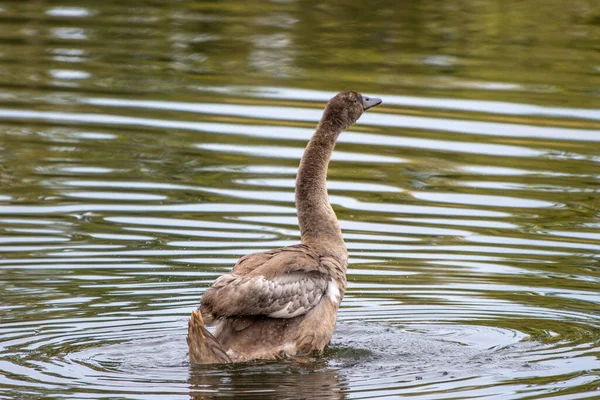 Cisne Marrom Nadando Uma Lagoa — Fotografia de Stock