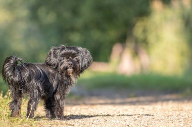 Bir Bolonka köpeği patikada duruyor ve kameraya bakıyor.