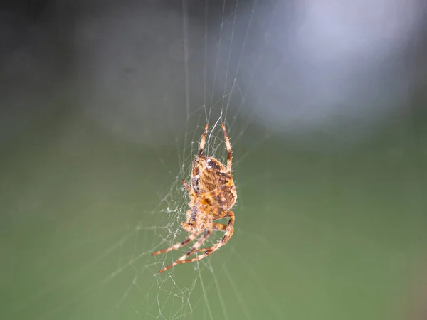 Une Grande Araignée Brune Est Assise Dans Toile Attend Proie — Photo