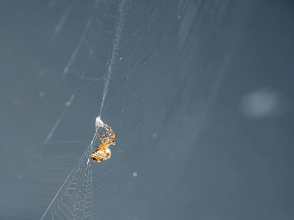 Big Brown Spider Sits Its Web Awaits Prey — стоковое фото