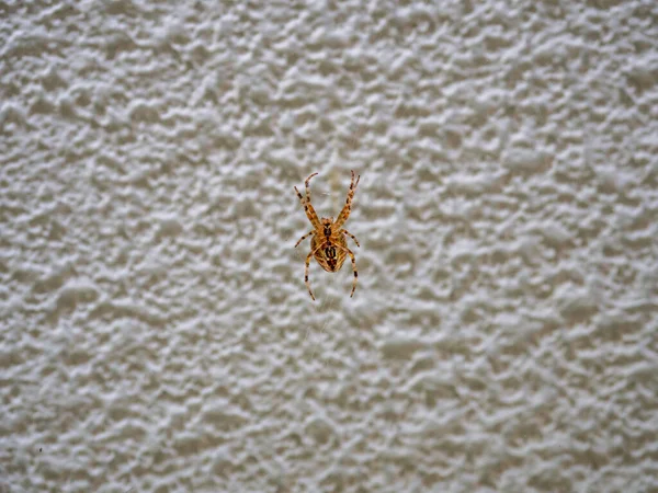 一只棕色的大蜘蛛坐在它的网中等待猎物 — 图库照片