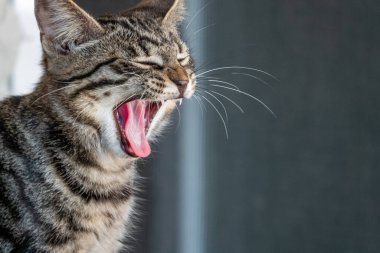 Avrupalı bir kısa hava kedisi şarap için ağzı açık esner.