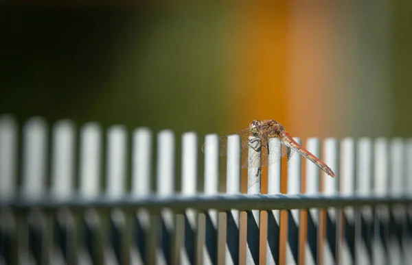 Una Libélula Sienta Una Cerca Metal Calienta Sol — Foto de Stock