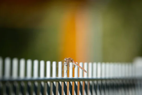 Una Libélula Sienta Una Cerca Metal Calienta Sol — Foto de Stock