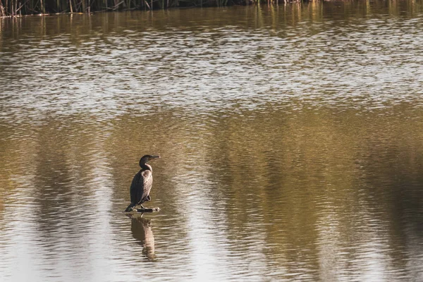 Kormoran Istuu Veden Päällä Etsii Saalista — kuvapankkivalokuva