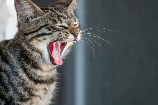 Avrupalı bir kısa hava kedisi şarap için ağzı açık esner.